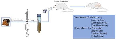 Gender-related differences in the effects of Inonotus obliquus polysaccharide on intestinal microorganisms in SD rats model